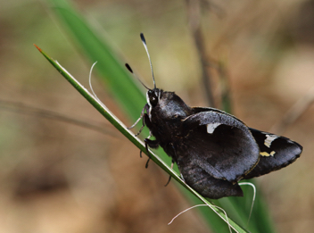 Yucca Giant-Skipper